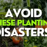 Zahradníci odhalují: Toto nikdy nesázejte vedle rajčat