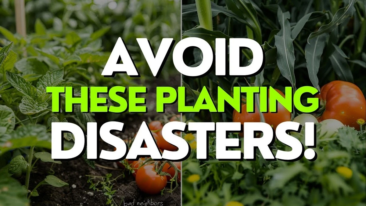 Zahradníci odhalují: Toto nikdy nesázejte vedle rajčat