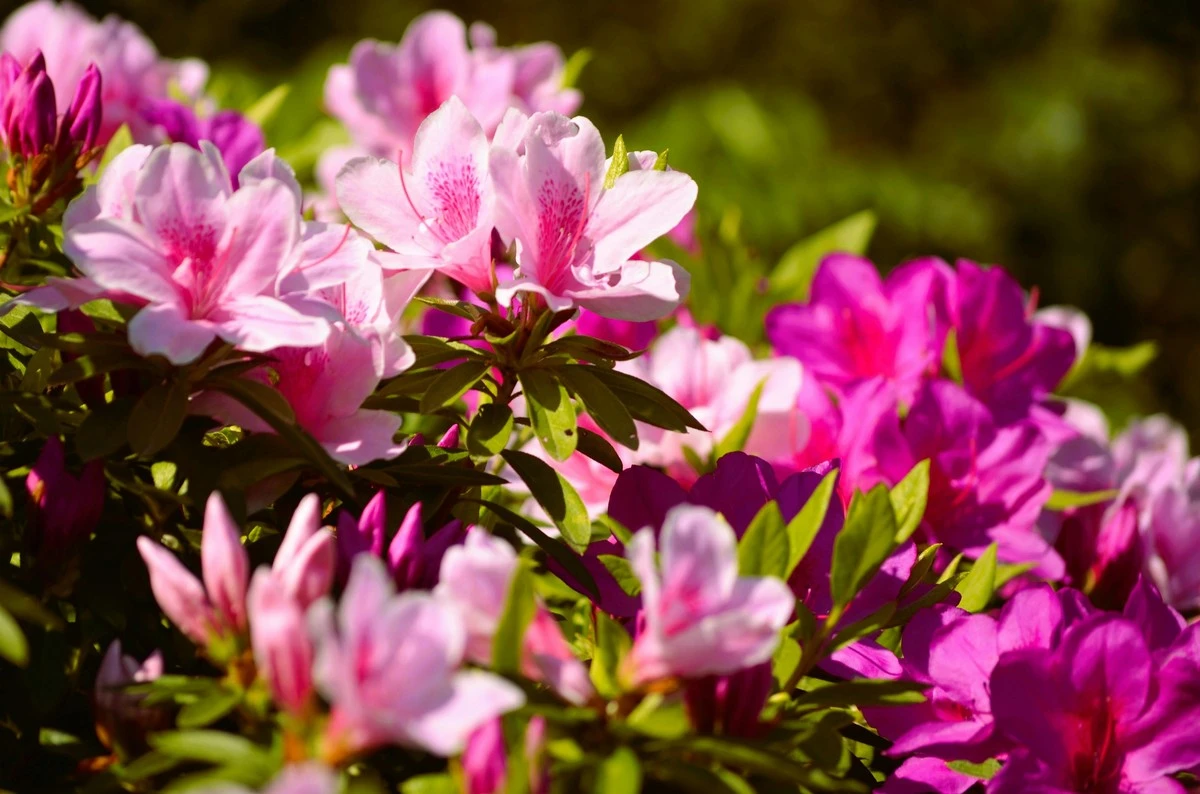 Zahradníci prozrazují: použijte kávovou sedlinu pro zářivé azalky - image 2